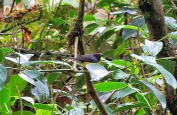 Slate-throated Whitestart