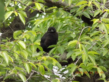 Carrion Crow 埼玉県鴻巣市吹上　元荒川 Sat, 5/23/2020