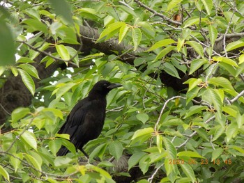 Carrion Crow 埼玉県鴻巣市吹上　元荒川 Sat, 5/23/2020