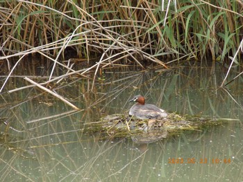 Little Grebe 埼玉県鴻巣市吹上　元荒川 Sat, 5/23/2020