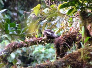 Rufous-bellied Nighthawk