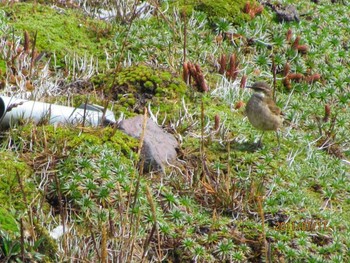 Stout-billed Cinclodes