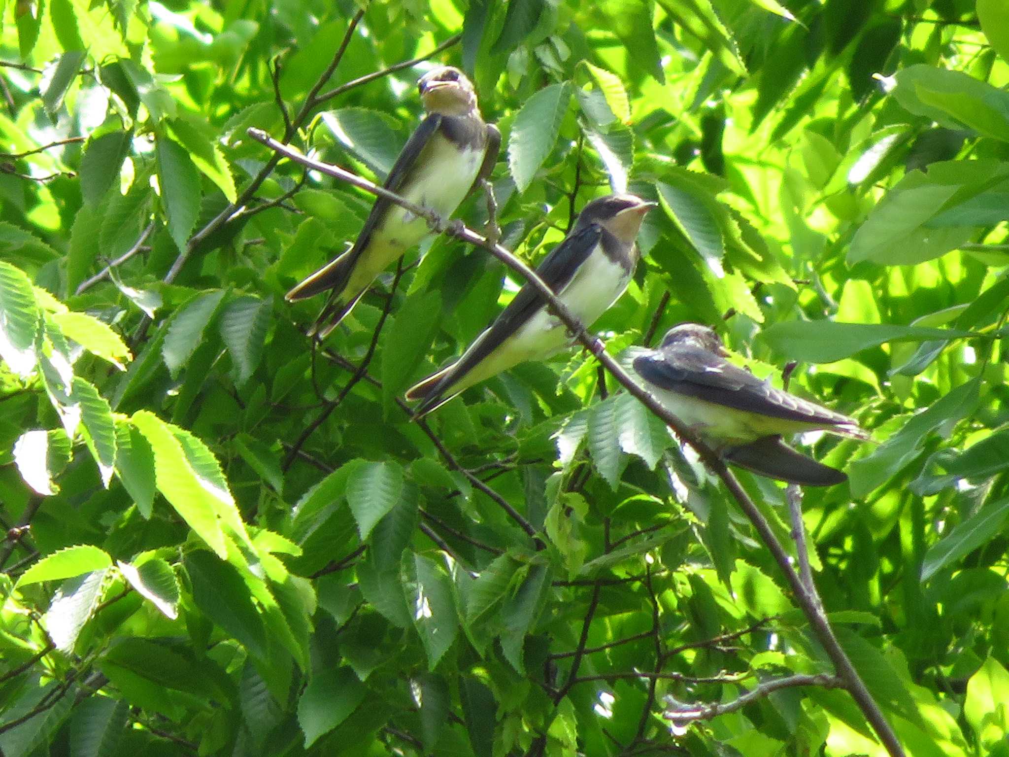 Photo of Barn Swallow at Nara Park by Okaji