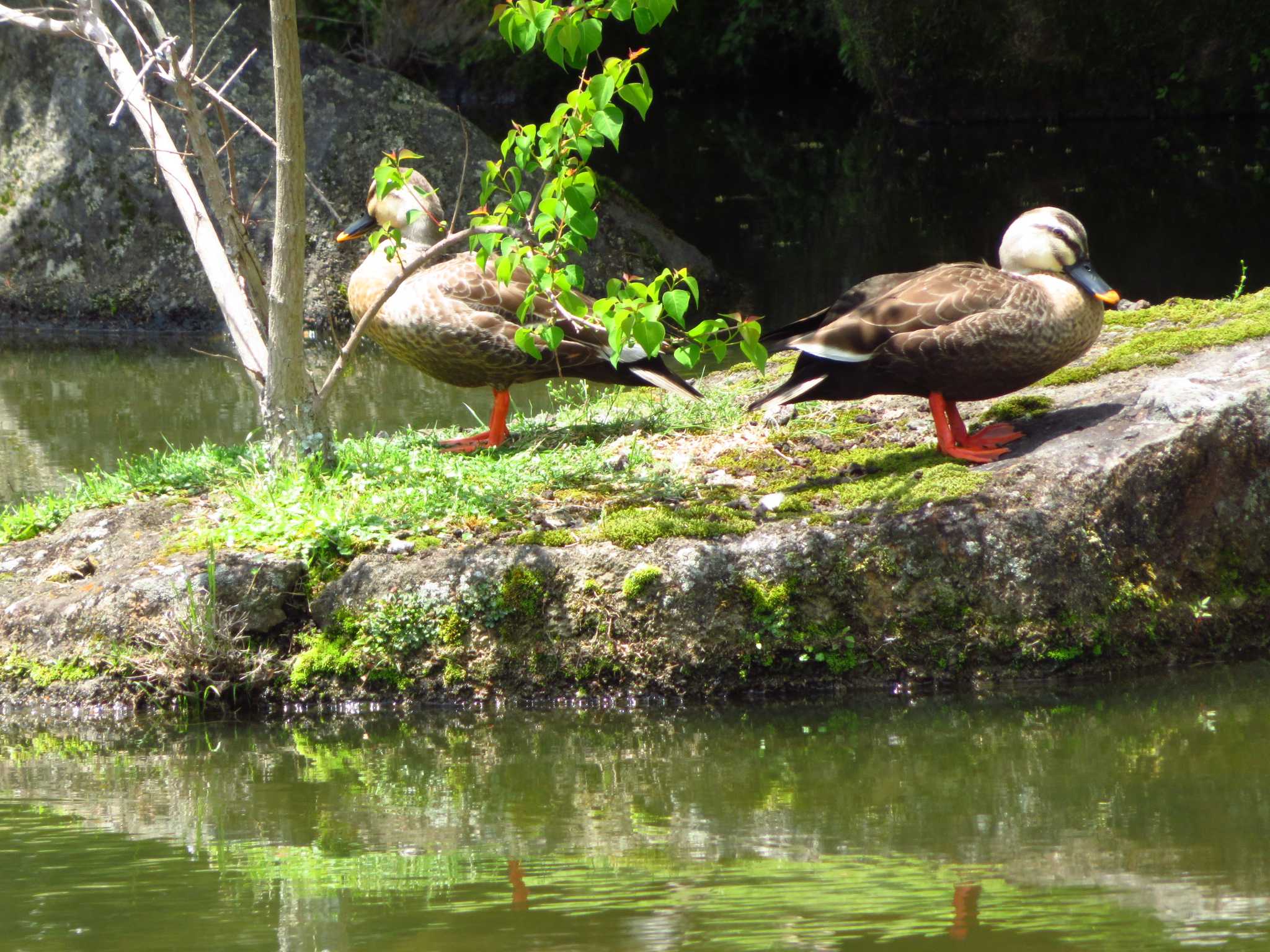 Photo of Eastern Spot-billed Duck at Nara Park by Okaji