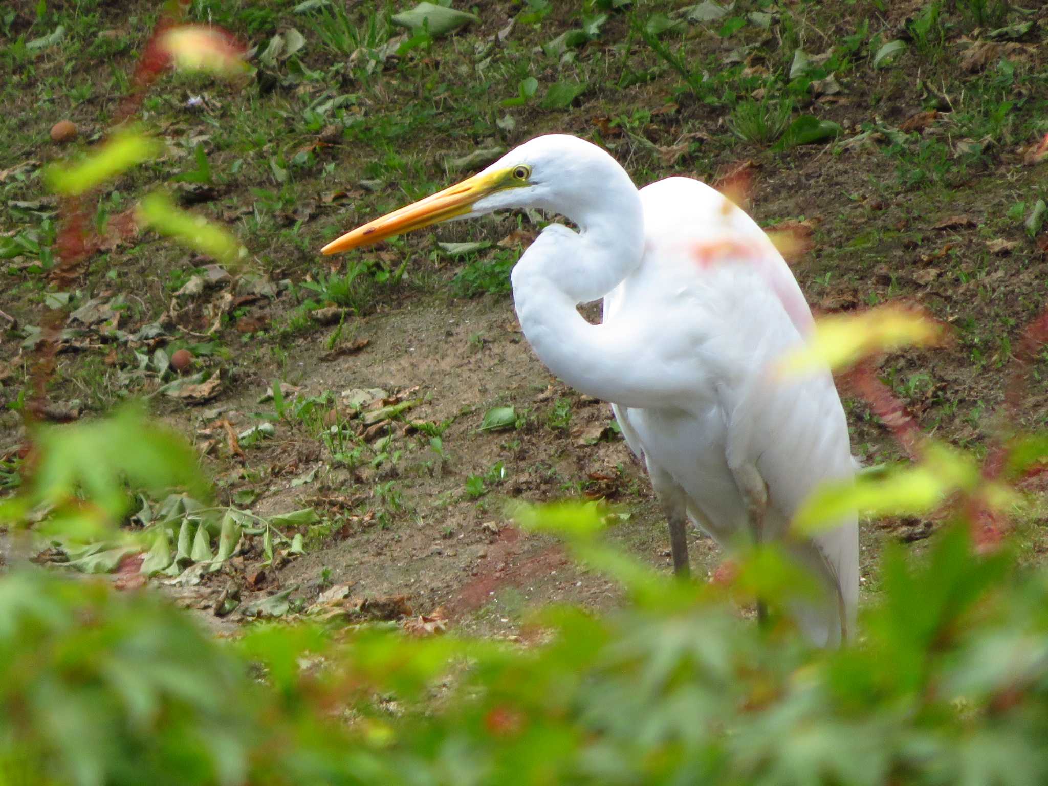 Great Egret