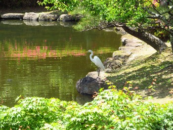 2020年5月23日(土) 奈良公園の野鳥観察記録