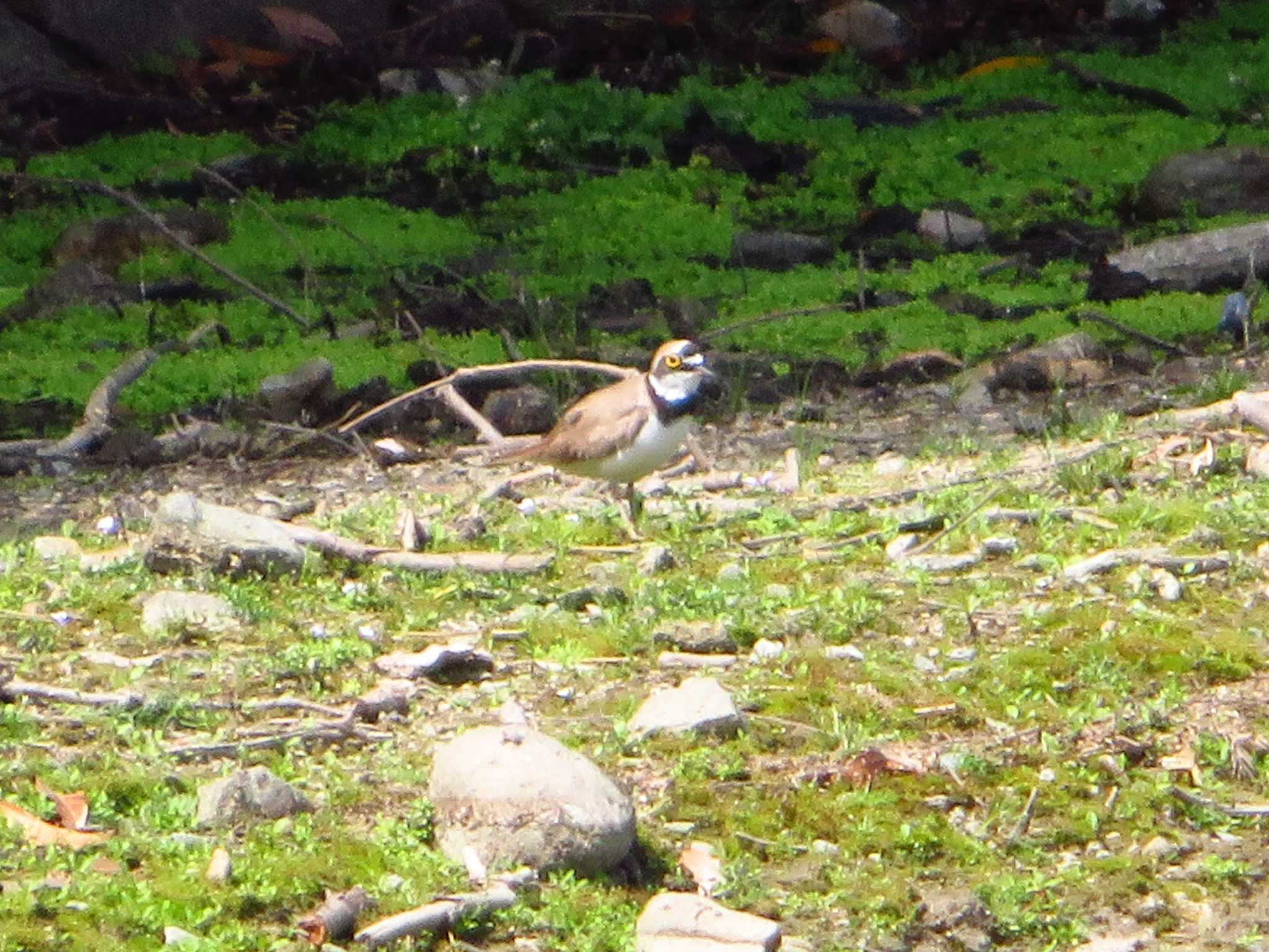 Little Ringed Plover