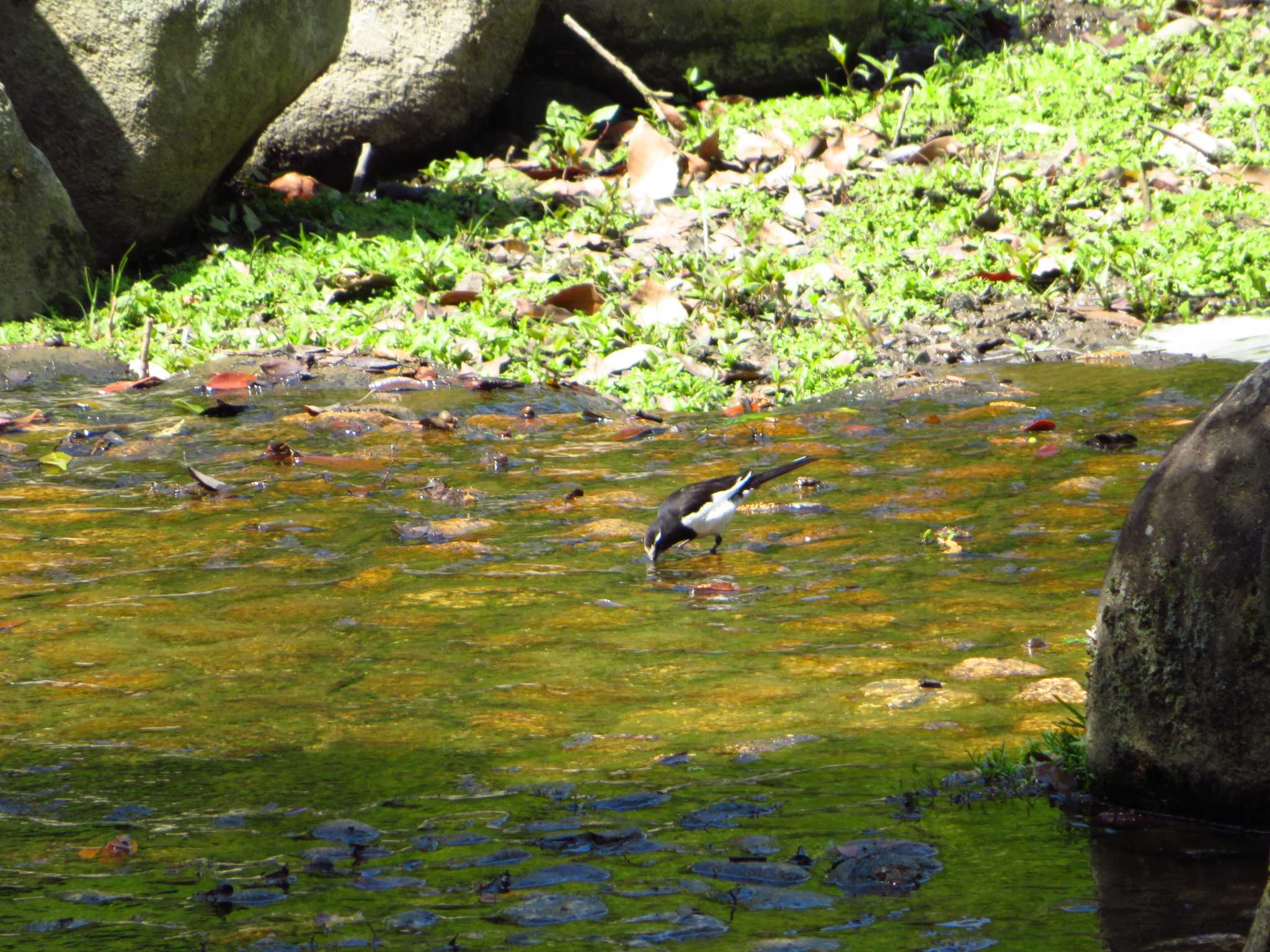 Japanese Wagtail