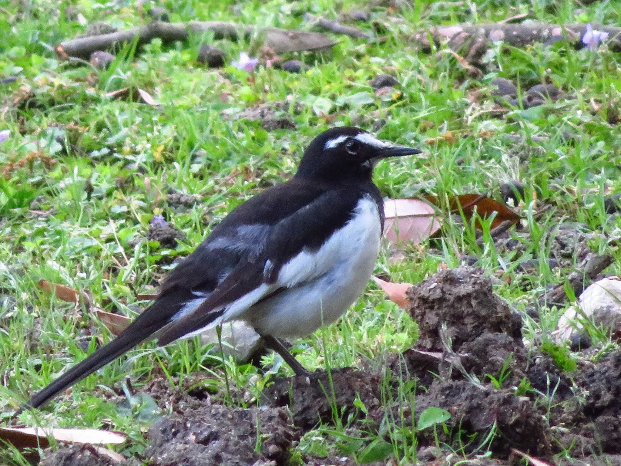 Japanese Wagtail