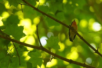 Narcissus Flycatcher 東京都 Sun, 5/17/2020