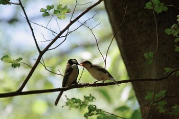 Japanese Tit Oizumi Ryokuchi Park Sat, 5/23/2020