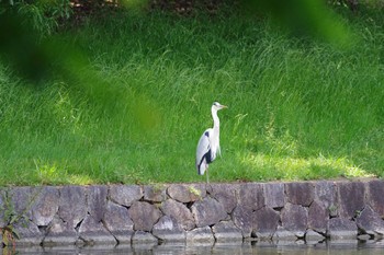 アオサギ 大泉緑地 2020年5月23日(土)