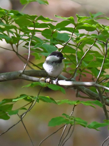 2020年5月23日(土) 峰山高原の野鳥観察記録