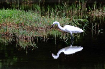 コサギ 鶴見緑地公園 2020年5月23日(土)