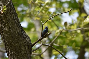 2020年5月23日(土) 西岡公園(西岡水源地)の野鳥観察記録