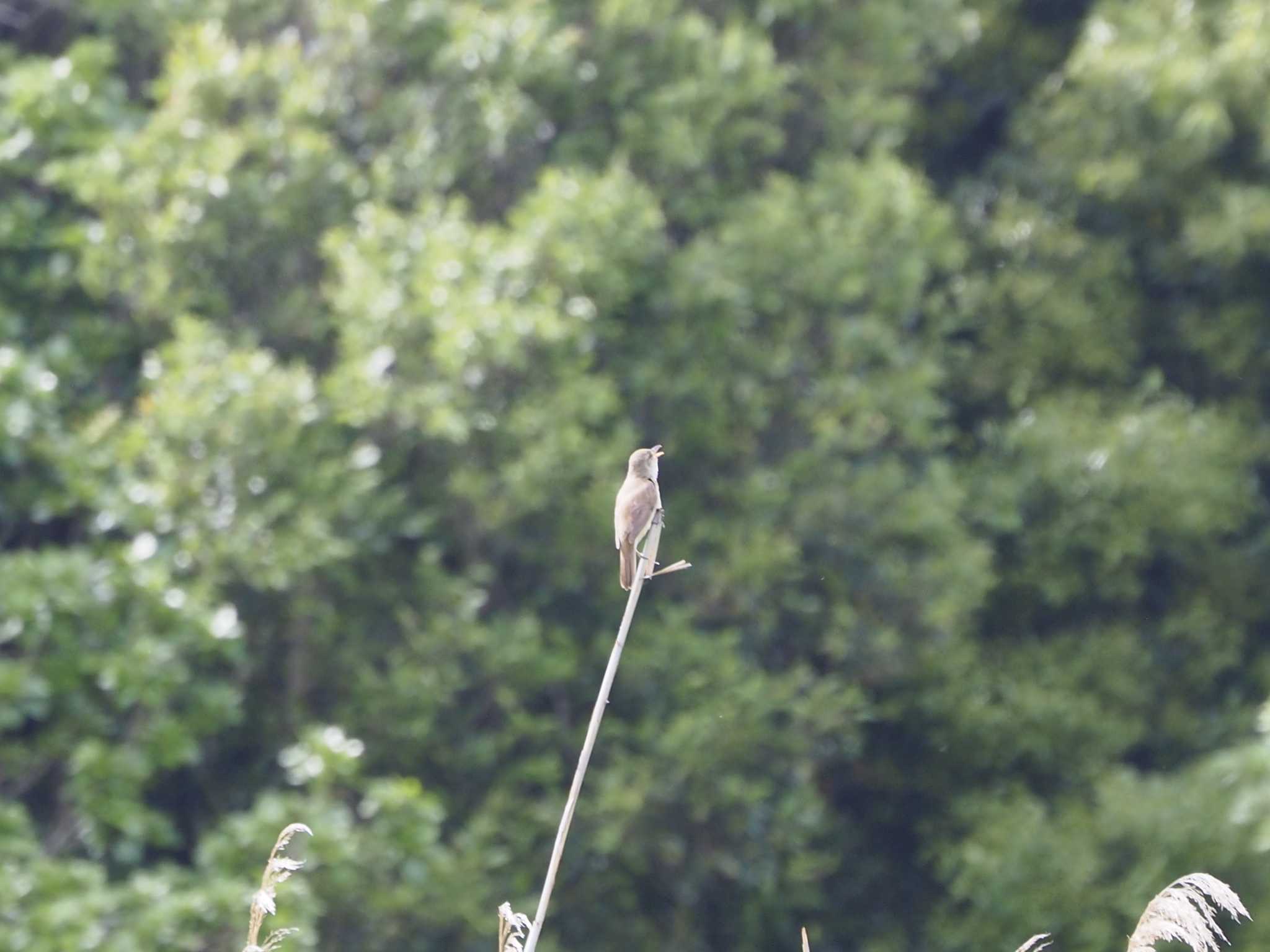 Photo of Oriental Reed Warbler at Kasai Rinkai Park by Masa