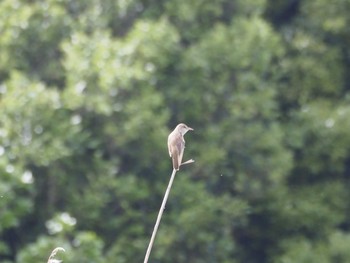 Oriental Reed Warbler Kasai Rinkai Park Sat, 5/23/2020