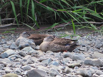 2020年5月23日(土) 境川(境橋付近)の野鳥観察記録