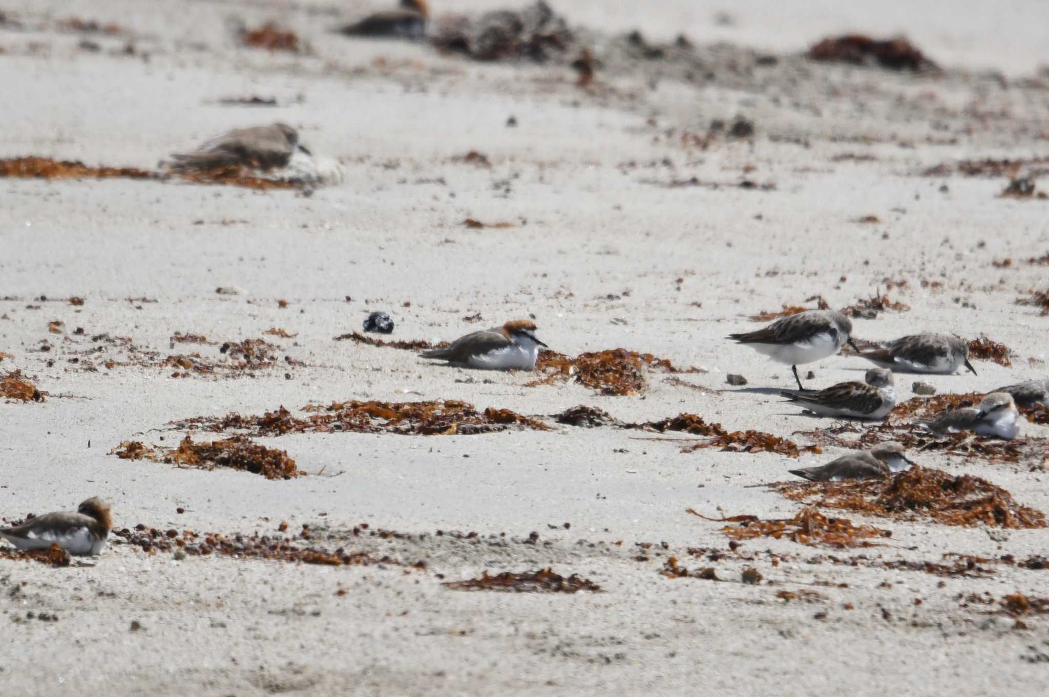 Photo of Red-capped Plover at Iron Range National Park by あひる