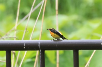 キビタキ 北海道 函館市 見晴公園 2020年5月23日(土)