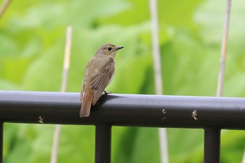 キビタキ 北海道 函館市 見晴公園 2020年5月23日(土)