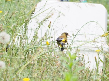 カワラヒワ 日岡山公園 2020年5月23日(土)