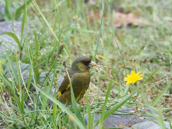 カワラヒワ 日岡山公園 2020年5月23日(土)