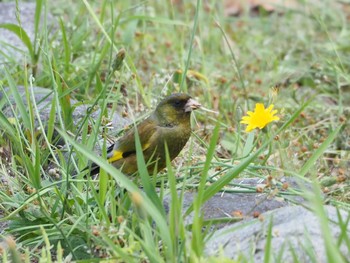 カワラヒワ 日岡山公園 2020年5月23日(土)