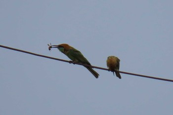 Chestnut-headed Bee-eater パタヤ Sat, 5/23/2020