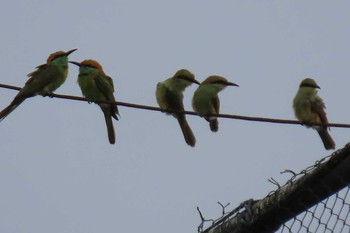 Chestnut-headed Bee-eater Unknown Spots Sat, 5/23/2020