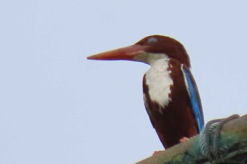 White-throated Kingfisher パタヤ Sat, 5/23/2020