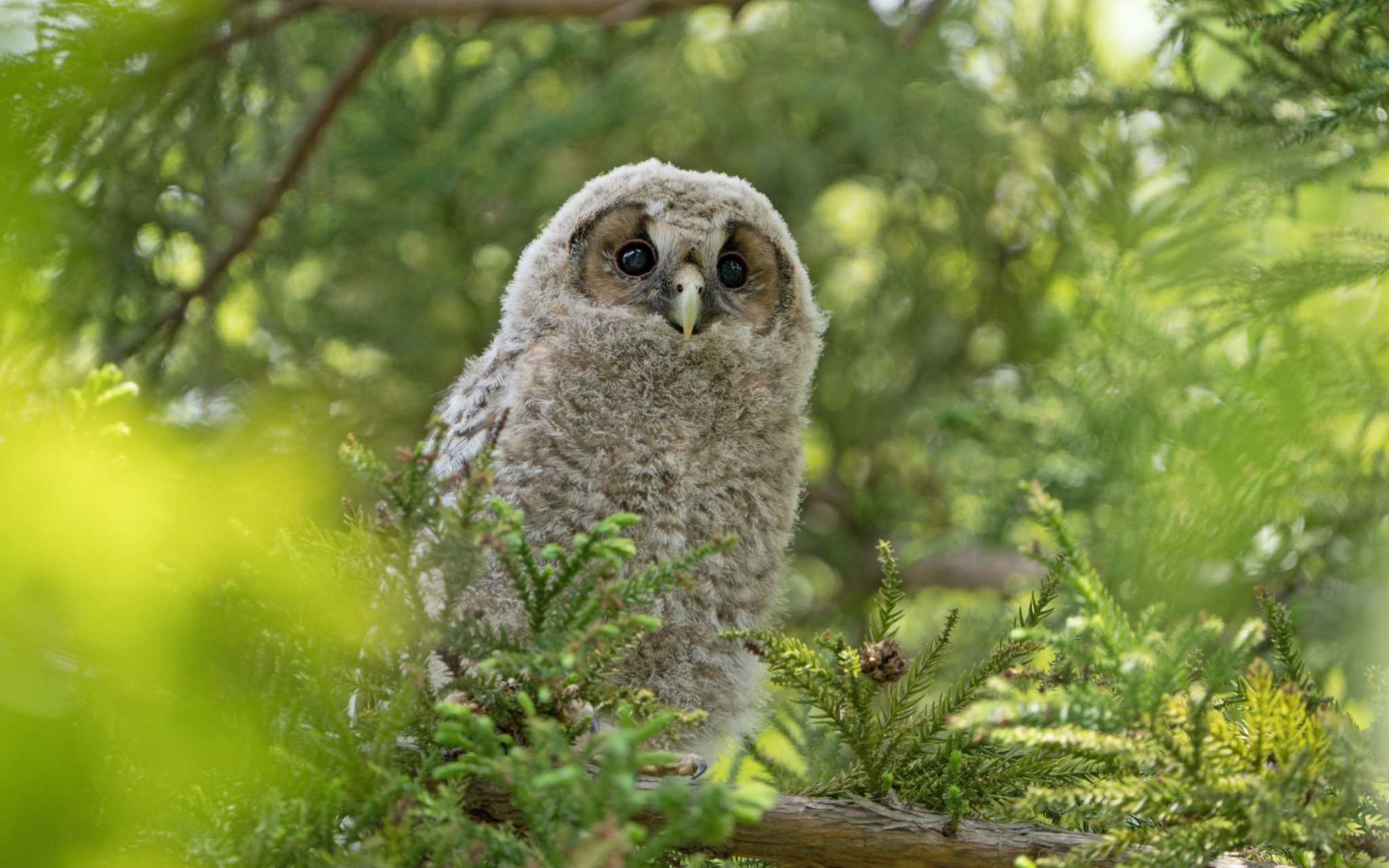  フクロウの写真 by 倶利伽羅