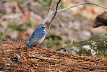 Red-flanked Bluetail Unknown Spots Unknown Date