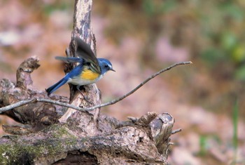 Red-flanked Bluetail Unknown Spots Unknown Date