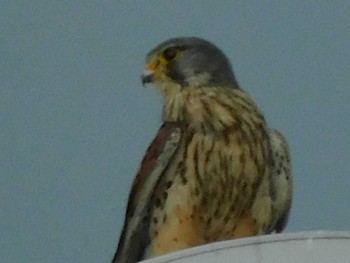 Common Kestrel 野田市 Sat, 5/23/2020