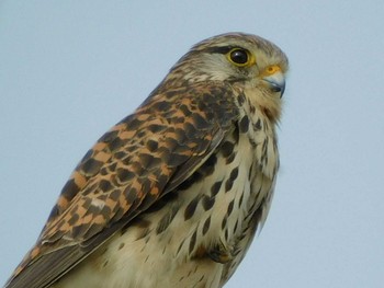 Common Kestrel 野田市 Sat, 5/23/2020