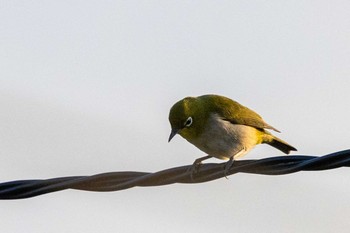 Warbling White-eye 京都市西京区 Mon, 5/11/2020