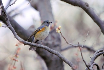 Red-flanked Bluetail Unknown Spots Unknown Date