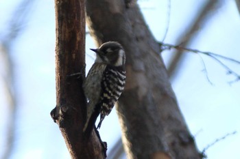 Japanese Pygmy Woodpecker 鶴見緑地公園 Sun, 2/9/2020