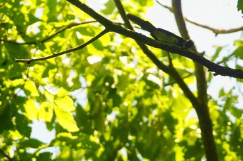 Black Paradise Flycatcher 東京都 Sun, 5/17/2020