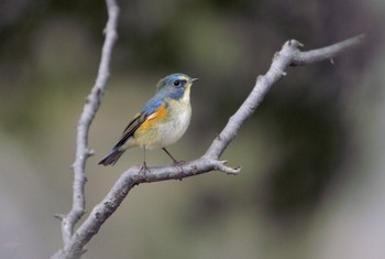 Red-flanked Bluetail Unknown Spots Unknown Date