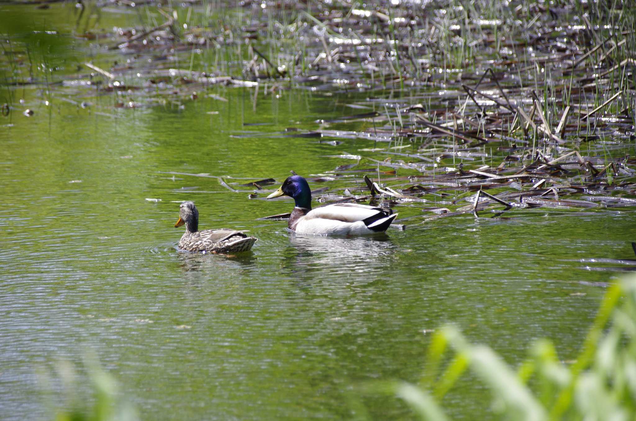 百合が原公園 マガモの写真 by oyajii