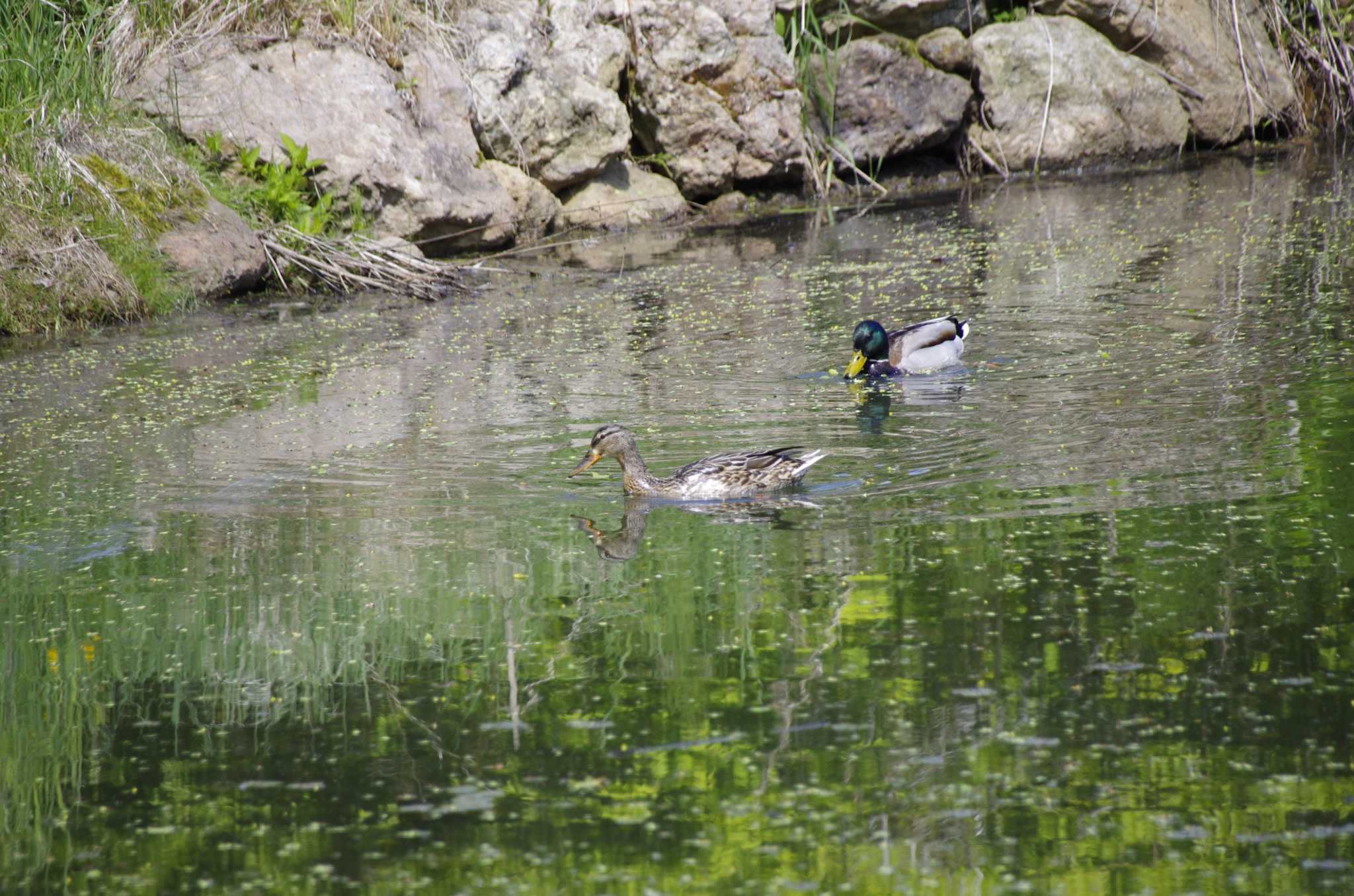 百合が原公園 マガモの写真 by oyajii