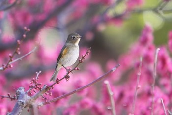 Red-flanked Bluetail Unknown Spots Unknown Date