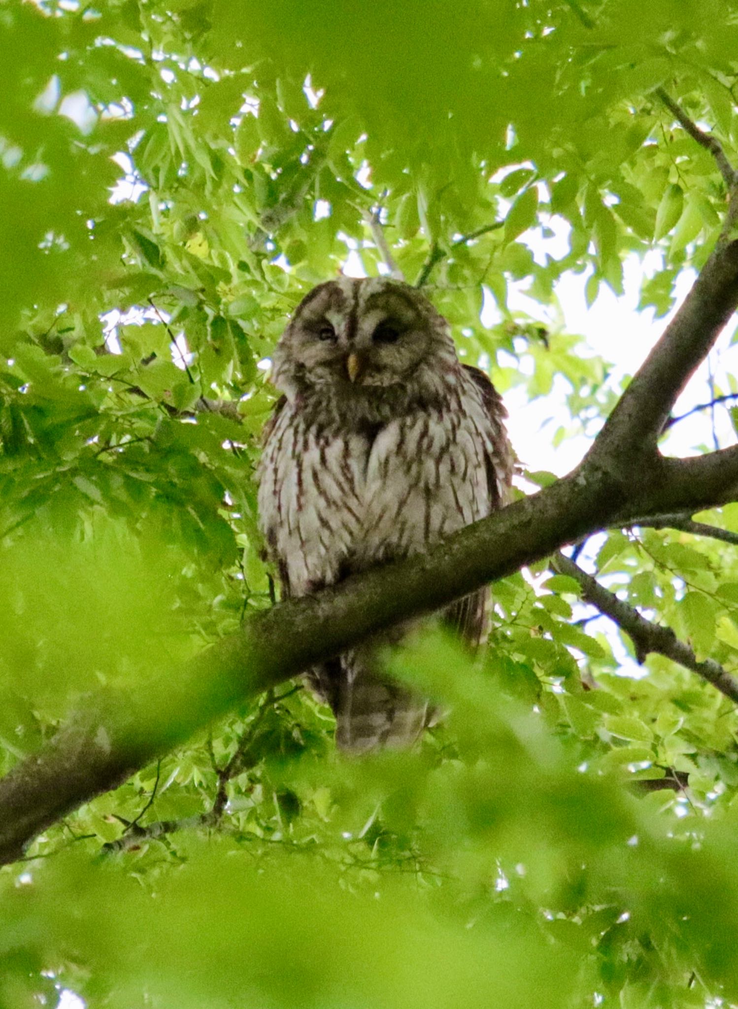  フクロウの写真 by アカウント3280