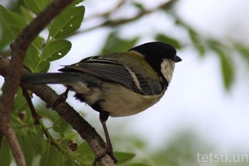 Japanese Tit Osaka castle park Sun, 5/24/2020