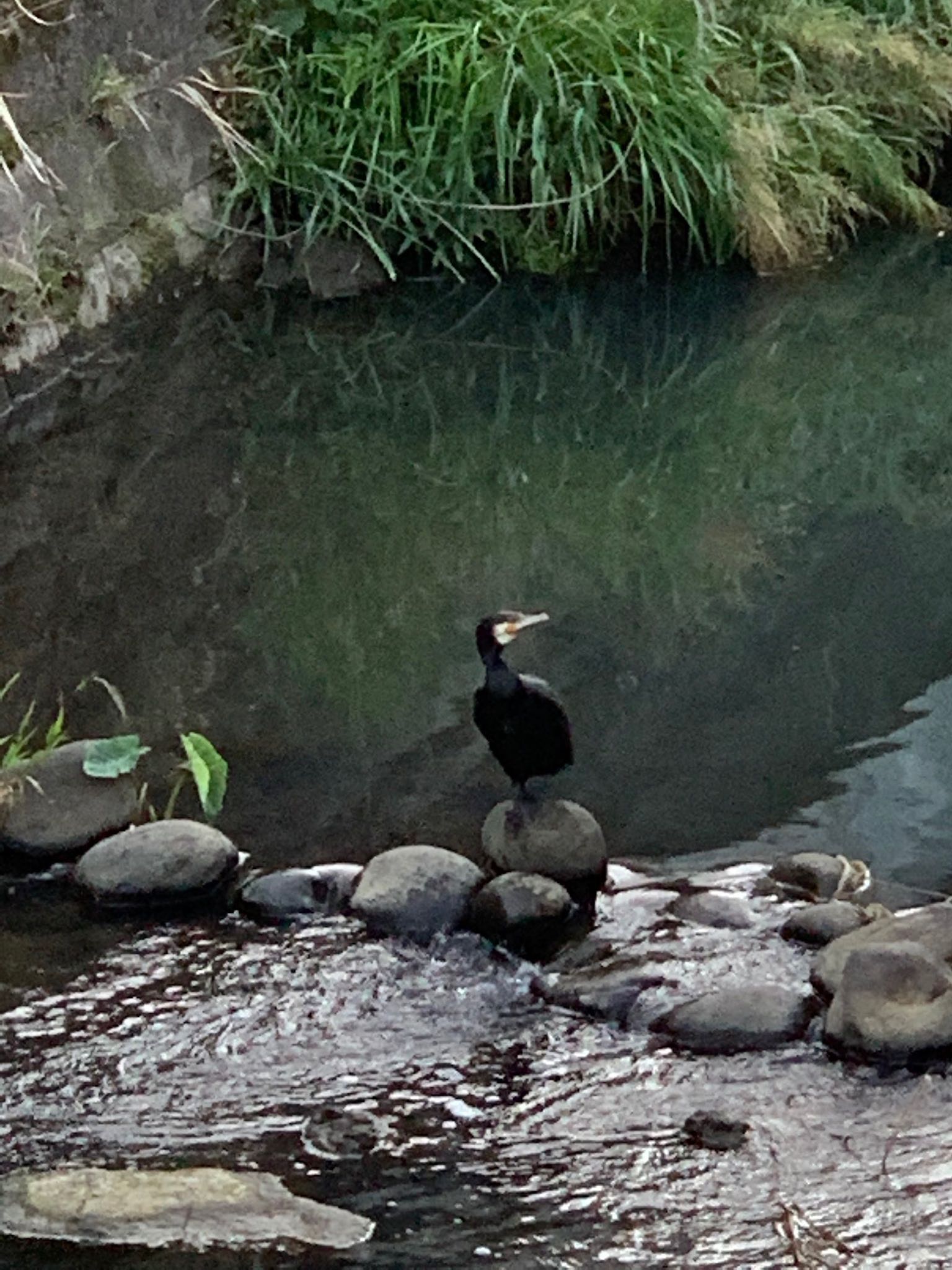 黒須田川 カワウの写真 by ウィルキンソン