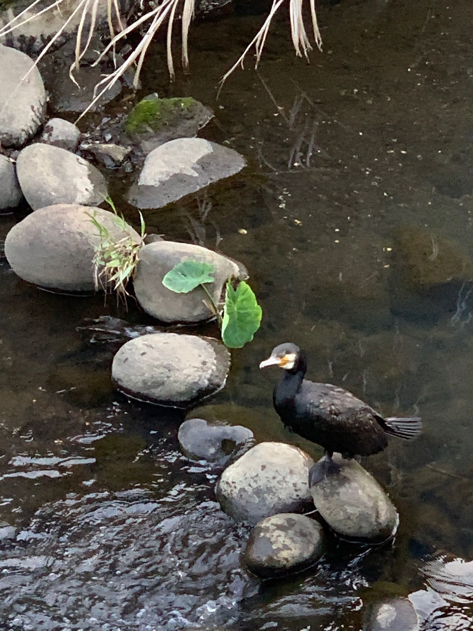 黒須田川 カワウの写真 by ウィルキンソン