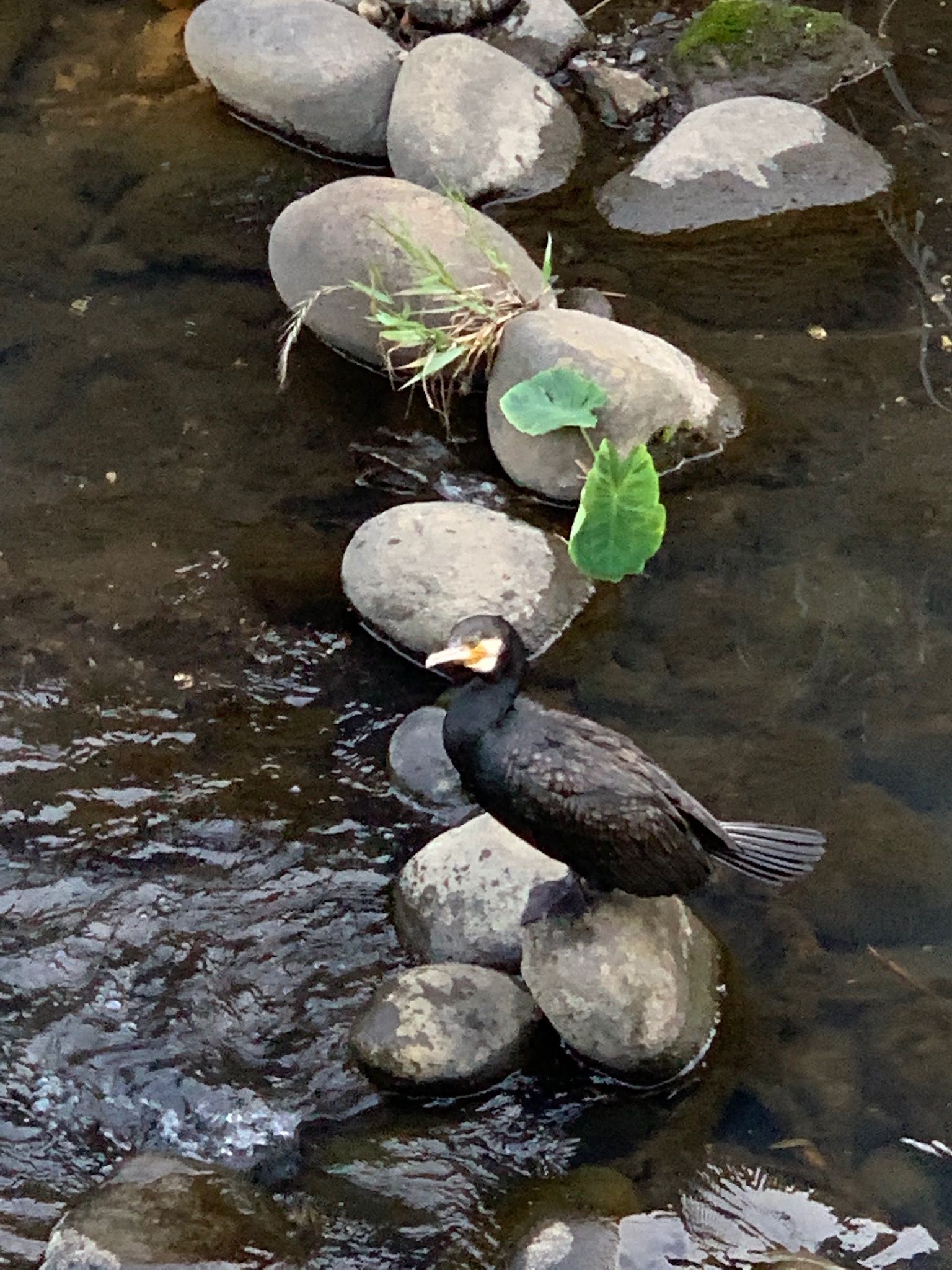 黒須田川 カワウの写真 by ウィルキンソン