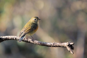 Red-flanked Bluetail Unknown Spots Unknown Date